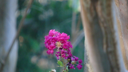 October Garden