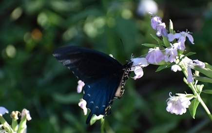 Large butterfly