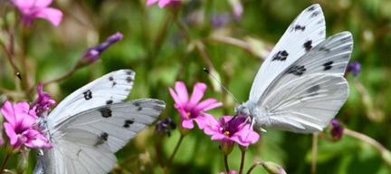 Butterflies